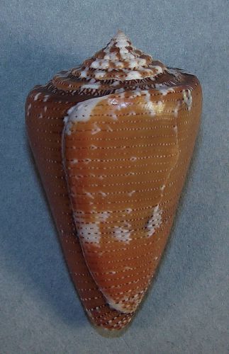Conus cedonulli 50.70mm beautiful rare specimen bequia island, saint vincent