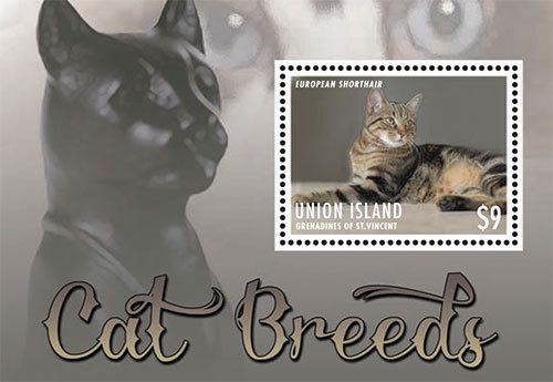 Union island grenadines of st. vincent-2013-cat breeds