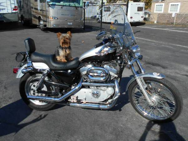 2003 harley davidson 883